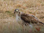 Red-Tailed Hawk