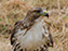 Red-Tailed Hawk