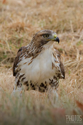 Red-Tailed Hawk
