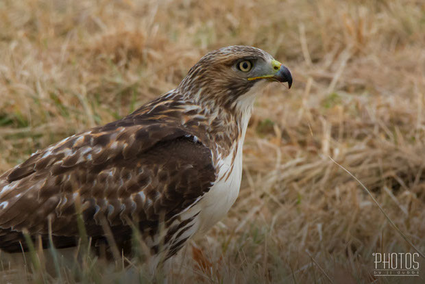 Red-Tailed Hawk