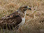 Red-Tailed Hawk