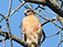 Red-Shouldered Hawk