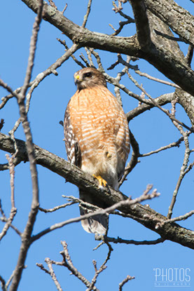 Red-Shouldered Hawk
