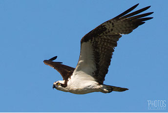 Osprey