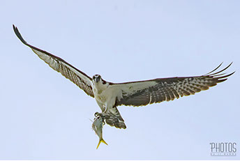 Osprey