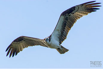 Osprey