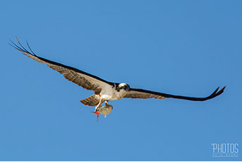 Osprey