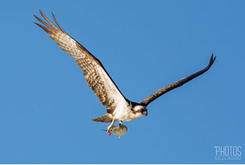 Osprey