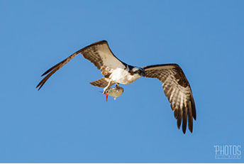 Osprey