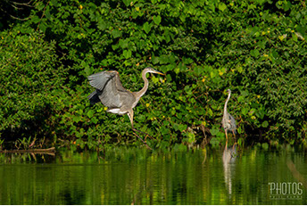 Great Blue Herons