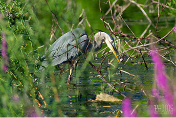 Great Blue Heron