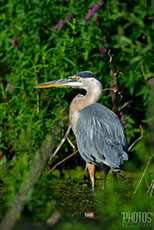 Great Blue Heron