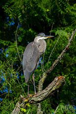 Great Blue Heron