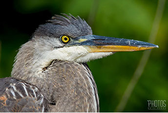 Great Blue Heron
