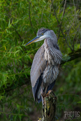 Great Blue Heron