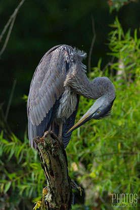 Great Blue Heron