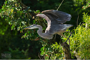 Great Blue Heron