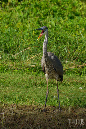 Great Blue Heron