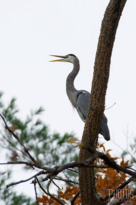 Great Blue Heron