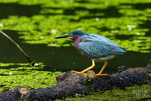 Green Heron