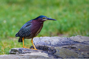 Green Heron