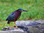 Green Heron