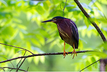 Green Heron