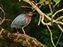 Green Heron