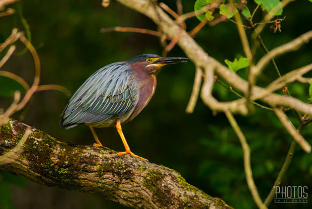 Green Heron