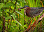 Green Heron