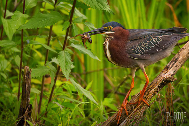 Green Heron