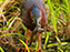 Green Heron