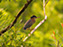 Green Heron