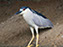 Black-Crowned Night Heron