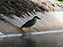 Black-Crowned Night Heron