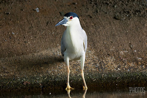 Black-Crowned Night Heron