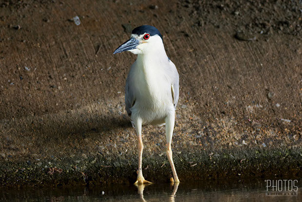 Black-Crowned Night Heron