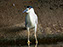 Black-Crowned Night Heron