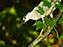 Black-Crowned Night Heron