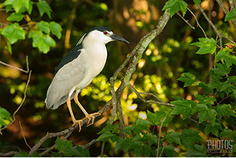 Black-Crowned Night Heron