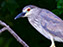 Black-Crowned Night Heron
