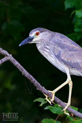 Black-Crowned Night Heron