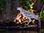 Black-Crowned Night Heron