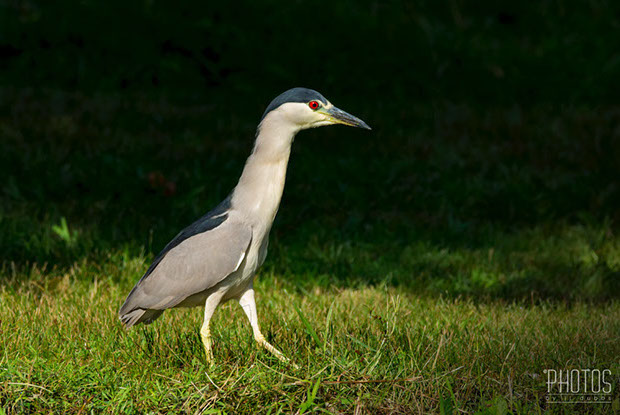 Black-Crowned Night Heron