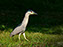 Black-Crowned Night Heron