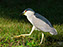 Black-Crowned Night Heron