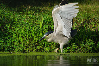 Black-Crowned Night Heron
