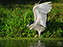 Black-Crowned Night Heron