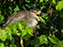 Black-Crowned Night Heron