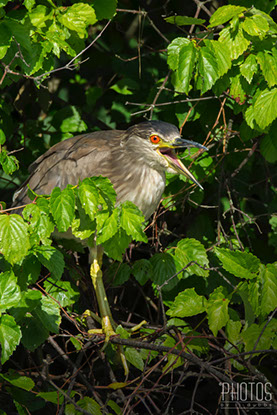 Black-Crowned Night Heron